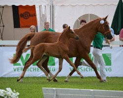 Pferd Felicianus (Westfale, 2013, von Franziskus FRH)