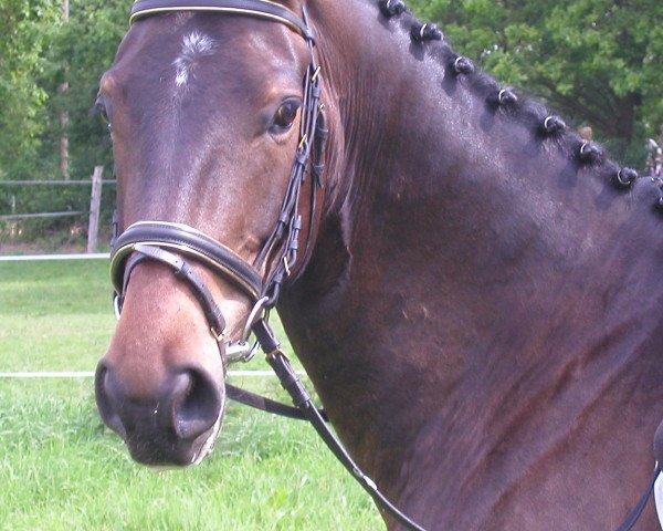 horse Dercasper (Trakehner,  , from Benz)