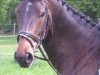 horse Dercasper (Trakehner,  , from Benz)