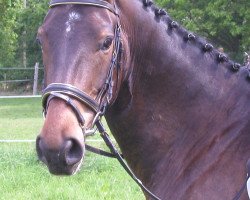 horse Dercasper (Trakehner,  , from Benz)