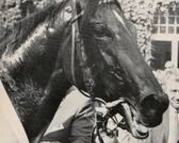 stallion Akari xx (Thoroughbred, 1966, from Birkhahn xx)