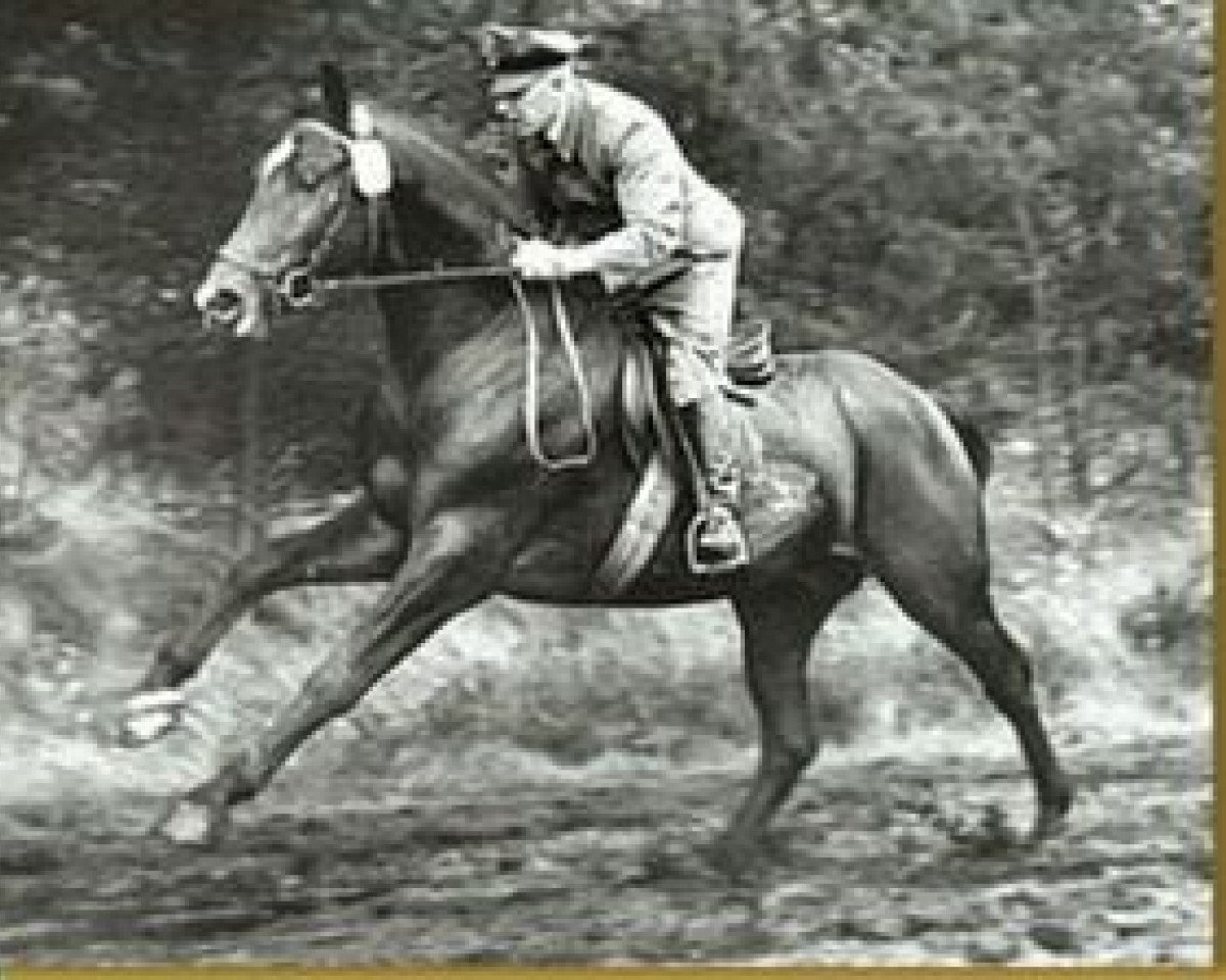 Deckhengst Graphit (Hannoveraner, 1964, von Grande)