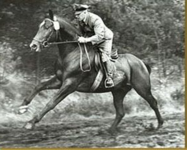 horse Graphit (Hanoverian, 1964, from Grande)