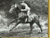 stallion Graphit (Hanoverian, 1964, from Grande)