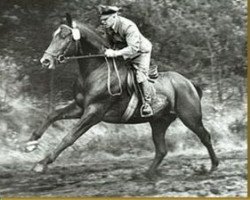 stallion Graphit (Hanoverian, 1964, from Grande)