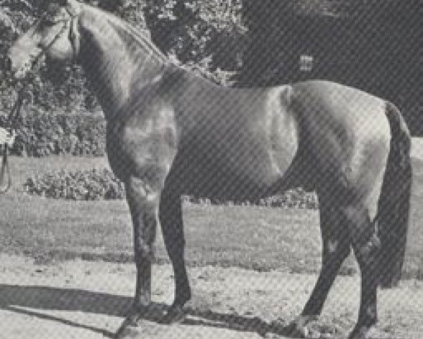 stallion Gottlob (Hanoverian, 1971, from Gotthard)