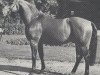 stallion Gottlob (Hanoverian, 1971, from Gotthard)