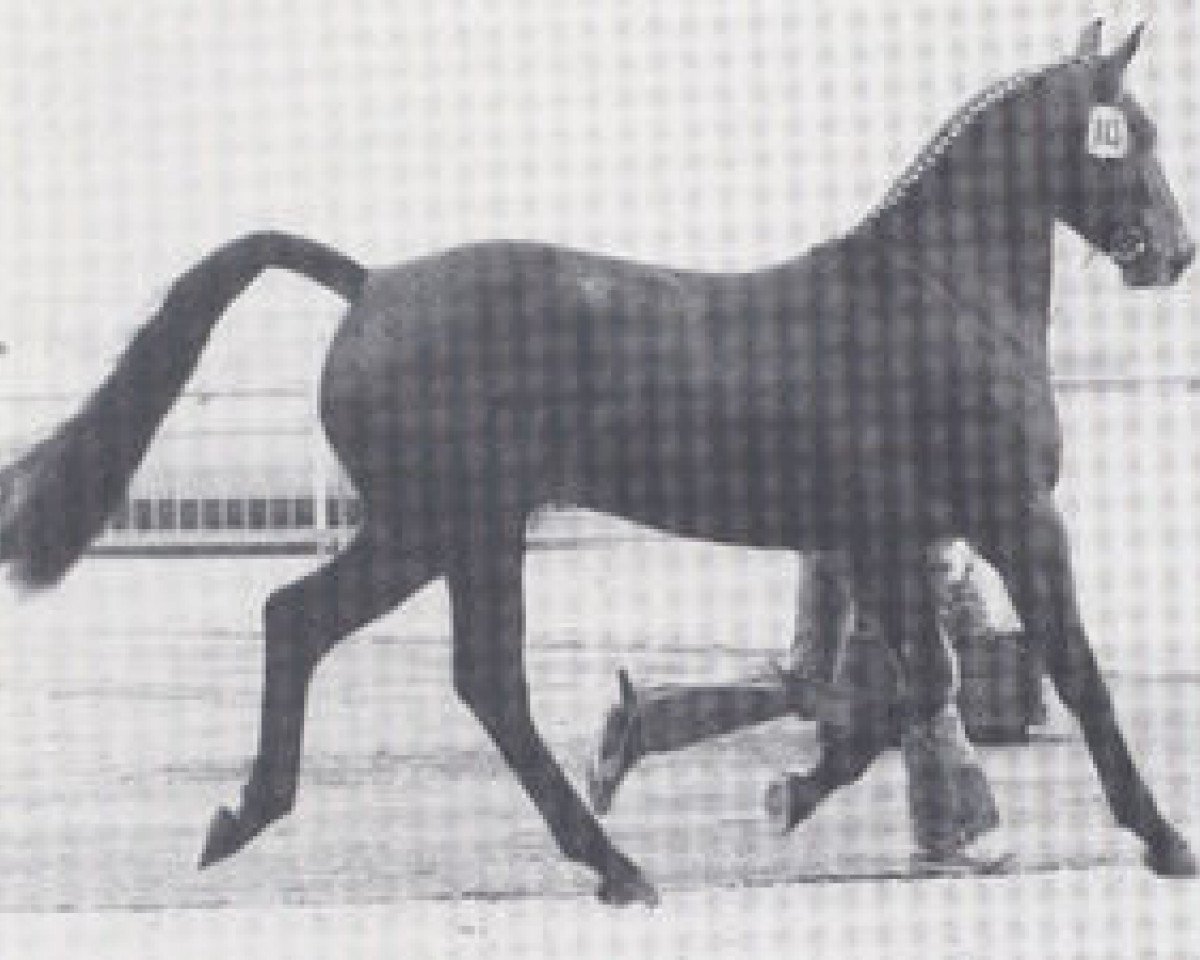 stallion Pikant (Hanoverian, 1977, from Pik Koenig)