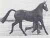 stallion Pikant (Hanoverian, 1977, from Pik Koenig)