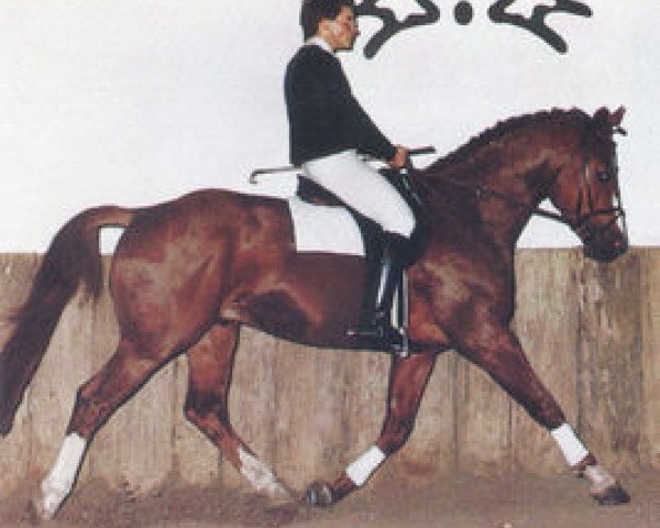 stallion Puma (Zweibrücken, 1984, from Pikant)