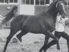 stallion Lukant (Hanoverian, 1968, from Lugano I)