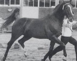 stallion Lukant (Hanoverian, 1968, from Lugano I 3963)