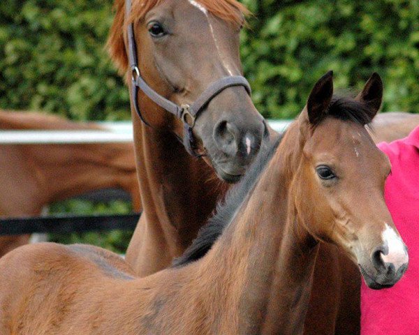 broodmare Feine Welt (Westphalian, 2007, from Fürst Piccolo)