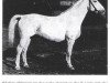 stallion Körting (Hanoverian, 1930, from Koerner)