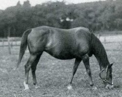 broodmare Nella Da Gubbio xx (Thoroughbred, 1924, from Grand Parade xx)