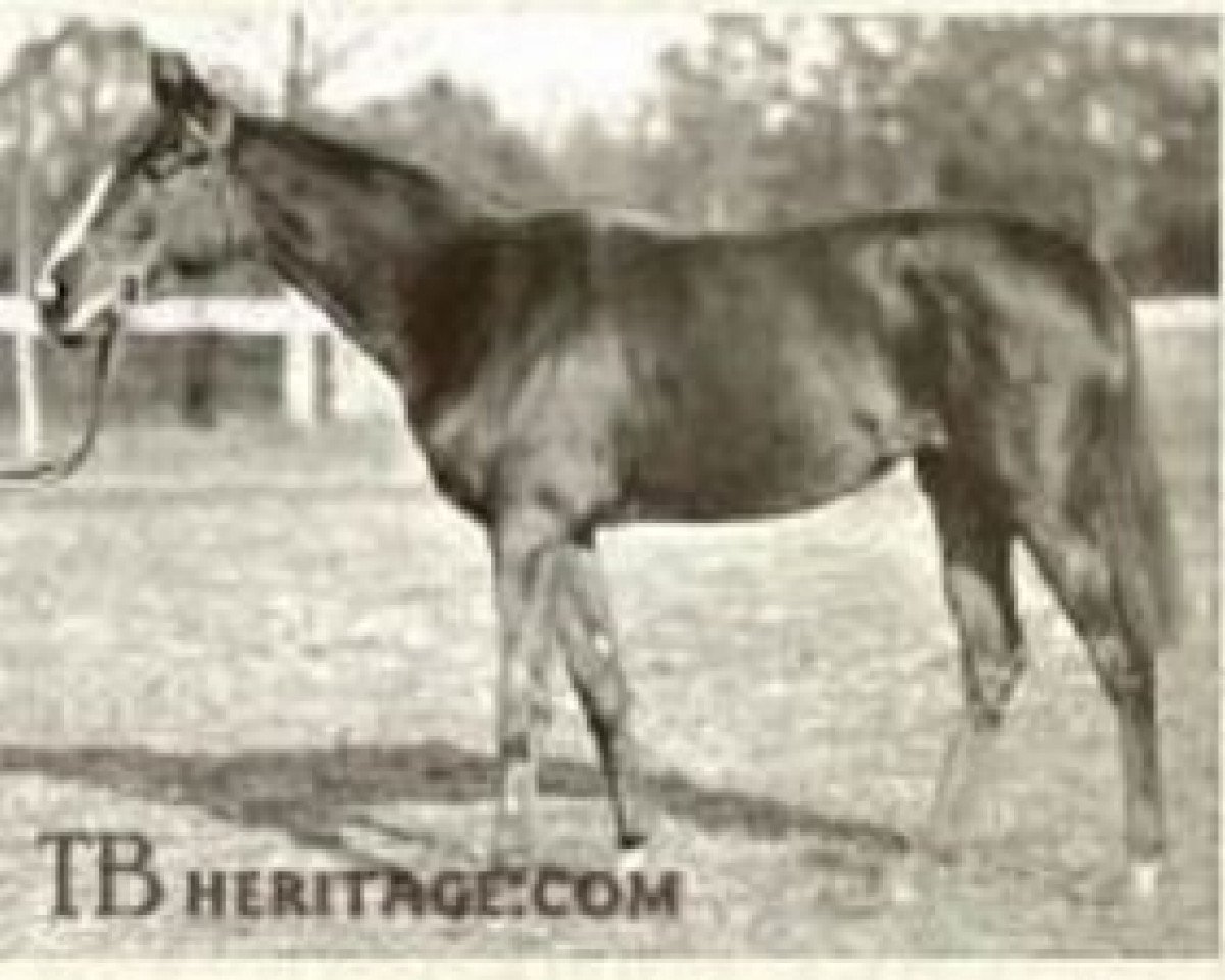 broodmare Durban xx (Thoroughbred, 1918, from Durbar II xx)