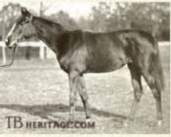 broodmare Durban xx (Thoroughbred, 1918, from Durbar II xx)