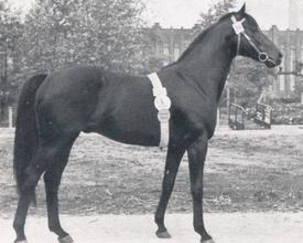 stallion Nizam xx (Thoroughbred, 1950, from Ticino xx)