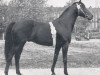 stallion Nizam xx (Thoroughbred, 1950, from Ticino xx)