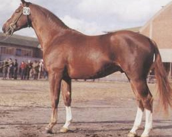 stallion Waldloewe (Hanoverian, 1975, from Waldschuetz)