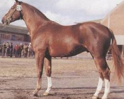 stallion Waldloewe (Hanoverian, 1975, from Waldschuetz)