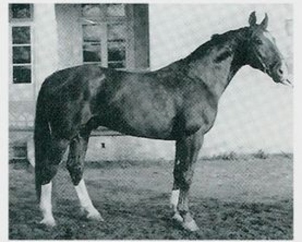 stallion Dornat II (Hanoverian, 1957, from Dömitz I)