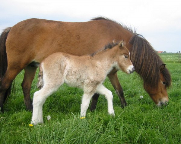 broodmare Undrun fra Venusartröd (Iceland Horse,  , from Lobbi fra Hlidarberg)