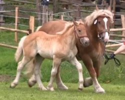 broodmare Nelly (Rhenish-German Cold-Blood, 2013, from Nimbus)