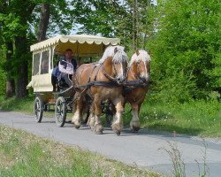 Deckhengst Weil's Bosen (Ardenner, 1998, von O'Boy)