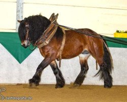 stallion Wargo (Rhenish-German Cold-Blood, 2004, from Weil's Bosen)