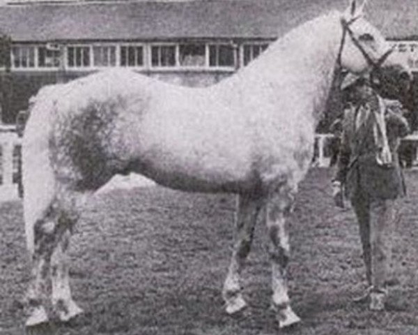stallion Grey Macha (Irish Draft Horse, 1981, from Pride of Toames)