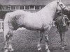 stallion Grey Macha (Irish Draft Horse, 1981, from Pride of Toames)