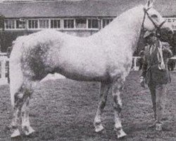 stallion Grey Macha (Irish Draft Horse, 1981, from Pride of Toames)