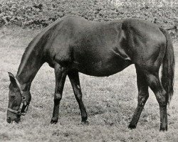 broodmare Palazzo xx (Thoroughbred, 1950, from Dante xx)