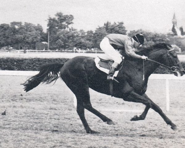 stallion Pamino xx (Thoroughbred, 1961, from Birkhahn xx)