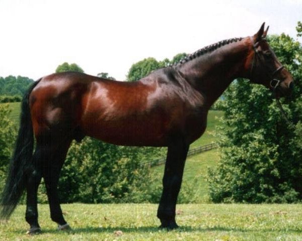 stallion Zamiro (Dutch Warmblood, 1981, from Ramiro Z)