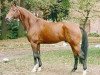 stallion Avus (Hanoverian, 1977, from Arsenik)