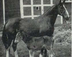 broodmare Duellgirl (Hanoverian, 1954, from Duellant 3586)