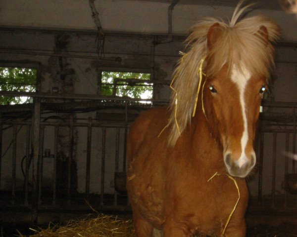 Pferd Flakkari (Islandpferd, 2006, von Otur frá Sauðárkróki)