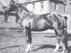 stallion Aga Khan (Hanoverian, 1974, from Argus)