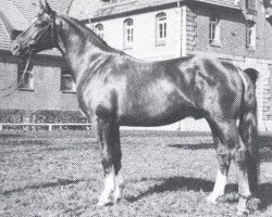 stallion Aga Khan (Hanoverian, 1974, from Argus)