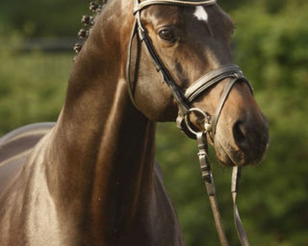 dressage horse Carpe Noctem (Oldenburg, 2000, from Curacao I)