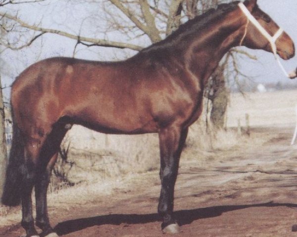 stallion Angelino (Hanoverian, 1982, from Aderlass)