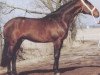 stallion Angelino (Hanoverian, 1982, from Aderlass)