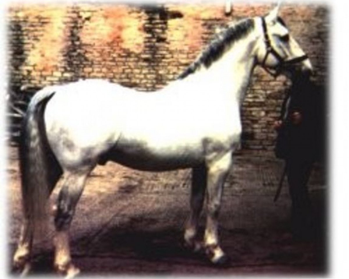 stallion Ben Purple RID 580 (Irish Draft Horse, 1965, from Mountain Heather)