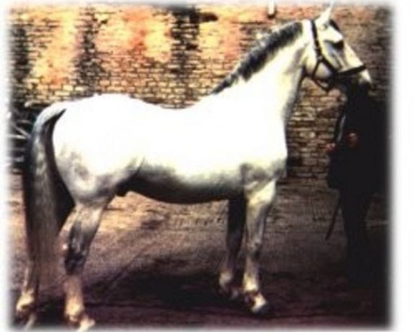 stallion Ben Purple (Irish horse, 1965, from Mountain Heather)