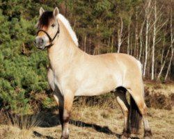 stallion Filsø Ø Herman (Fjord Horse, 2017, from Ågerupgårds Disko)