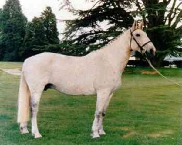 Zuchtstute Kildalton Countess (Irish Draught Horse, 1971, von Ben Purple)