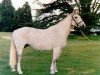 Zuchtstute Kildalton Countess (Irish Draught Horse, 1971, von Ben Purple)