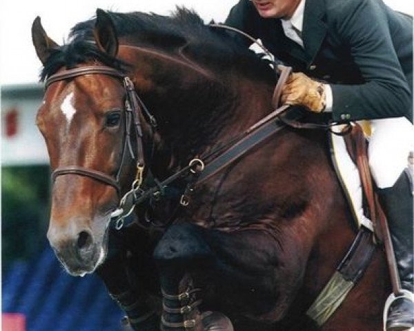 Deckhengst Coolcorron Cool Diamond (Irish Sport Horse, 1989, von Glidawn Diamond)
